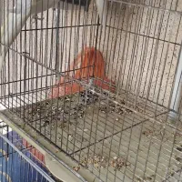 عروس هلندی دوسر لوتینو مولد تضمینی|پرنده|بجنورد, |دیوار