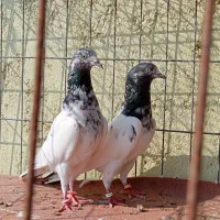 کبوتر پاکستانی تیدی|پرنده|بندرعباس, |دیوار