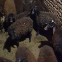 ۱۸عدد بره ۱۰تا ماده ۸تا نر