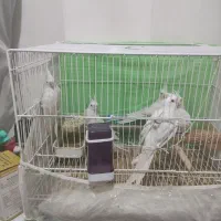 عروس هلندی البینو|پرنده|مشهد, کشف|دیوار