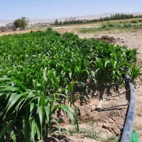 لوله ۳ اینچ ۱۰۰ متر پلی اتیلن