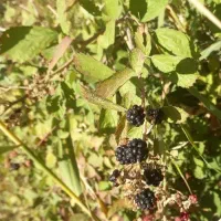 راهنمایی برای سرگرمی