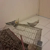 عروس هلندی  نر و ماده|پرنده|پرند, فاز ۶|دیوار