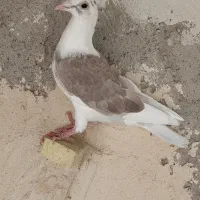 چند عدد جوانه نر پلاکی رنگ خاص و دم سفید