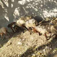 میش و بره