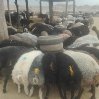گوسفند بره نر کشتنی زنده چاق|حیوانات مزرعه|قم, یزدان‌شهر|دیوار