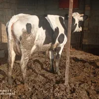 گاو شیری آبستن شکم اول سوپر شیر