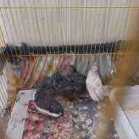 بلدرچین مینیاتوری