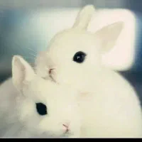 فروش انواع توله خرگوش های اشکی و مینیاتوری