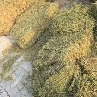 ۶ تن بیده یا یونجه