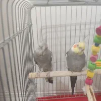 یک جفت عروس هلندی|پرنده|تهران, شهید رجایی|دیوار