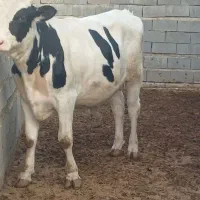 گوساله نر دوتا گاو شیری دوعدد