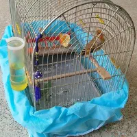 سهره قناری دهن موقوم