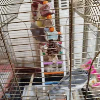 عروس هلندی|پرنده|قم, شهرک مهدیه|دیوار