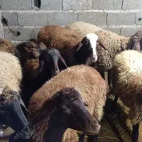 گوسفند ماده|حیوانات مزرعه|کومله, |دیوار