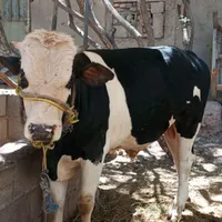 گوساله نر و بز پاکستانی|حیوانات مزرعه|کرمان, |دیوار