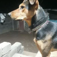 رکسی|سگ|کوزران, |دیوار