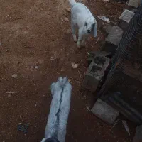 کهره نر تالی|حیوانات|خورموج, |دیوار