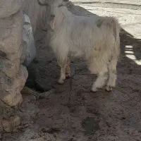 بزغاله نرسانن