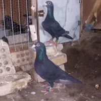 زاغ سیستانی