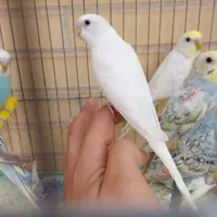 مرغ عشق دستی. مولد .سرلاکی