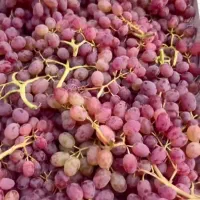 شراکت درکار انگور نیاز به تامین کننده