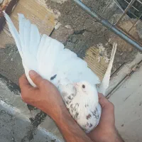 پرواز کبوتر درجه یک
