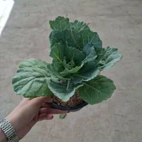 گیاه کلم زینتی