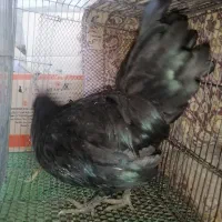 خروس آرکانا مشکی