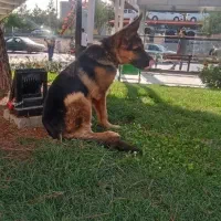 سگ ژرمن شپرد کینگ شاه توله 8 ماهه نر