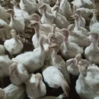 بوقلمون بیوتی ۴۰ روزه