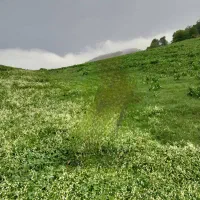 فروش زمین بکر  گیلان