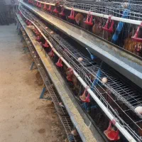 مرغ محلی جوان تخم گذار