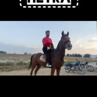 اسب جواب سرعتی باری آرام بشرط