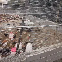 جوجه گلپایگان ۱ و نیم ماهه واکسن خورده