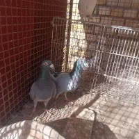 کفتر پلاکی زاجر