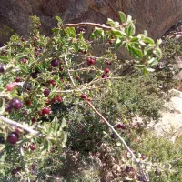 خدمات باغداری