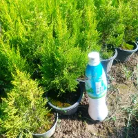 لاوسون یا کاج طلایی گلدان 3و4