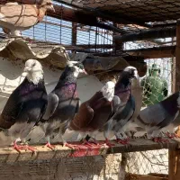 کفتر شهریار