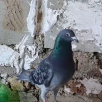 کبوتر|پرنده|گنبد کاووس, |دیوار