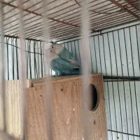 طوطی برزیلی رنگ خاص