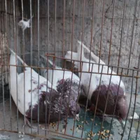 5 تا کفتر کله ای|پرنده|بروجرد, |دیوار