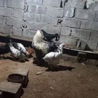 مرغ خروس برهما اصیل برای نژاد کشی