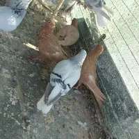 کرمانی والمانی|پرنده|قائن, |دیوار