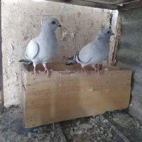 جفت شامی کاکلی کله توپی و سبز خطی نسل سرونج کاکل