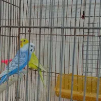 مرغ عشق|پرنده|تاکستان, |دیوار