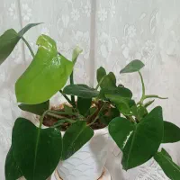 9 عدد گل طبیعی|گل و گیاه طبیعی|فارسان, |دیوار