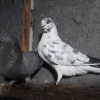 کبوتر رنگی وتیرونی|پرنده|مبارکه, |دیوار