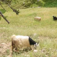 بز و بیگ داشتی  سرحال پاک