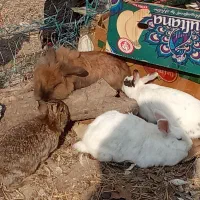 ته ارزونی خرگوش لوپ  دونه ۲۷۰|موش و خرگوش|ماهدشت, |دیوار